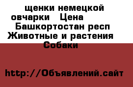 щенки немецкой овчарки › Цена ­ 5 500 - Башкортостан респ. Животные и растения » Собаки   